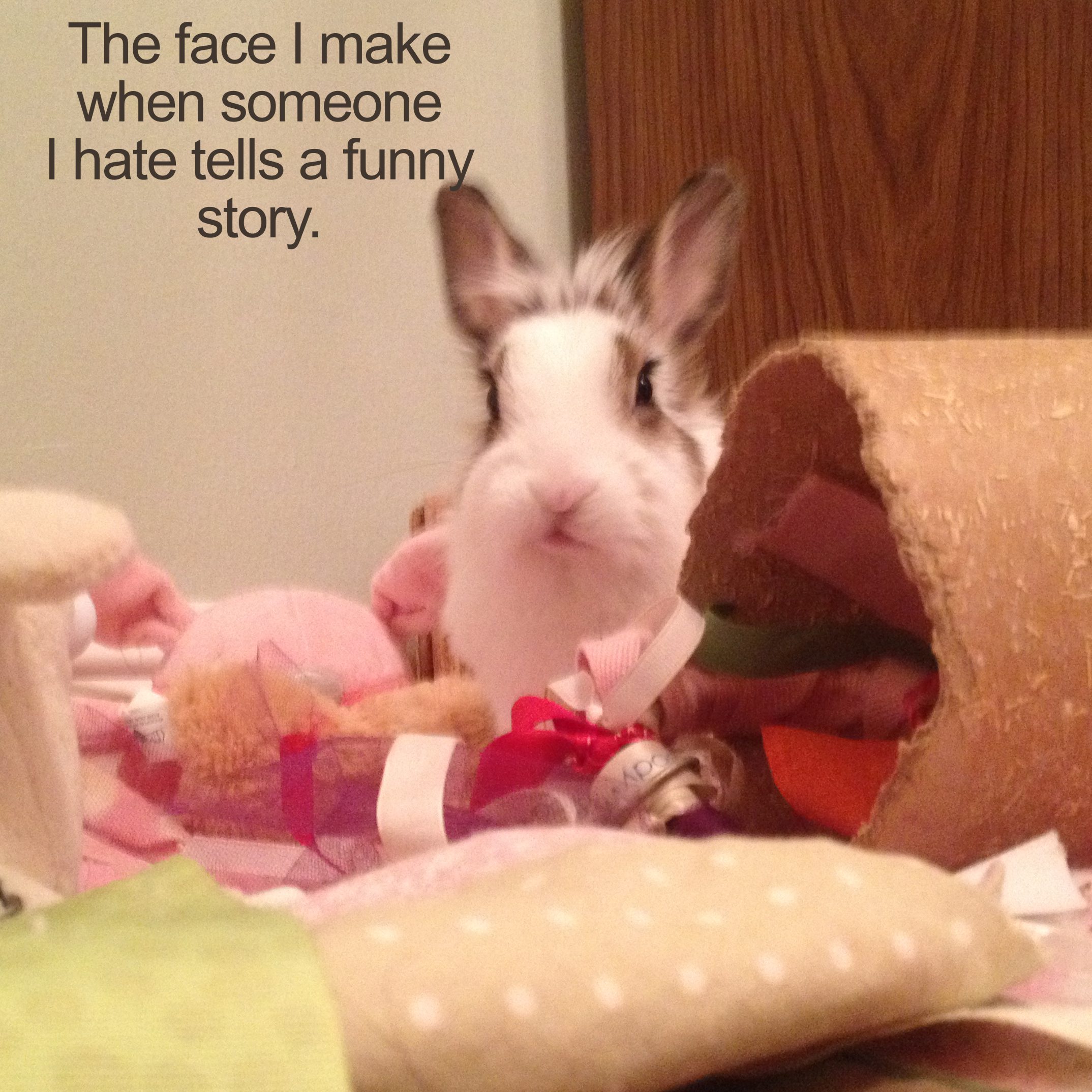Bunny showing the face you make when someone you hate tells a funny story.