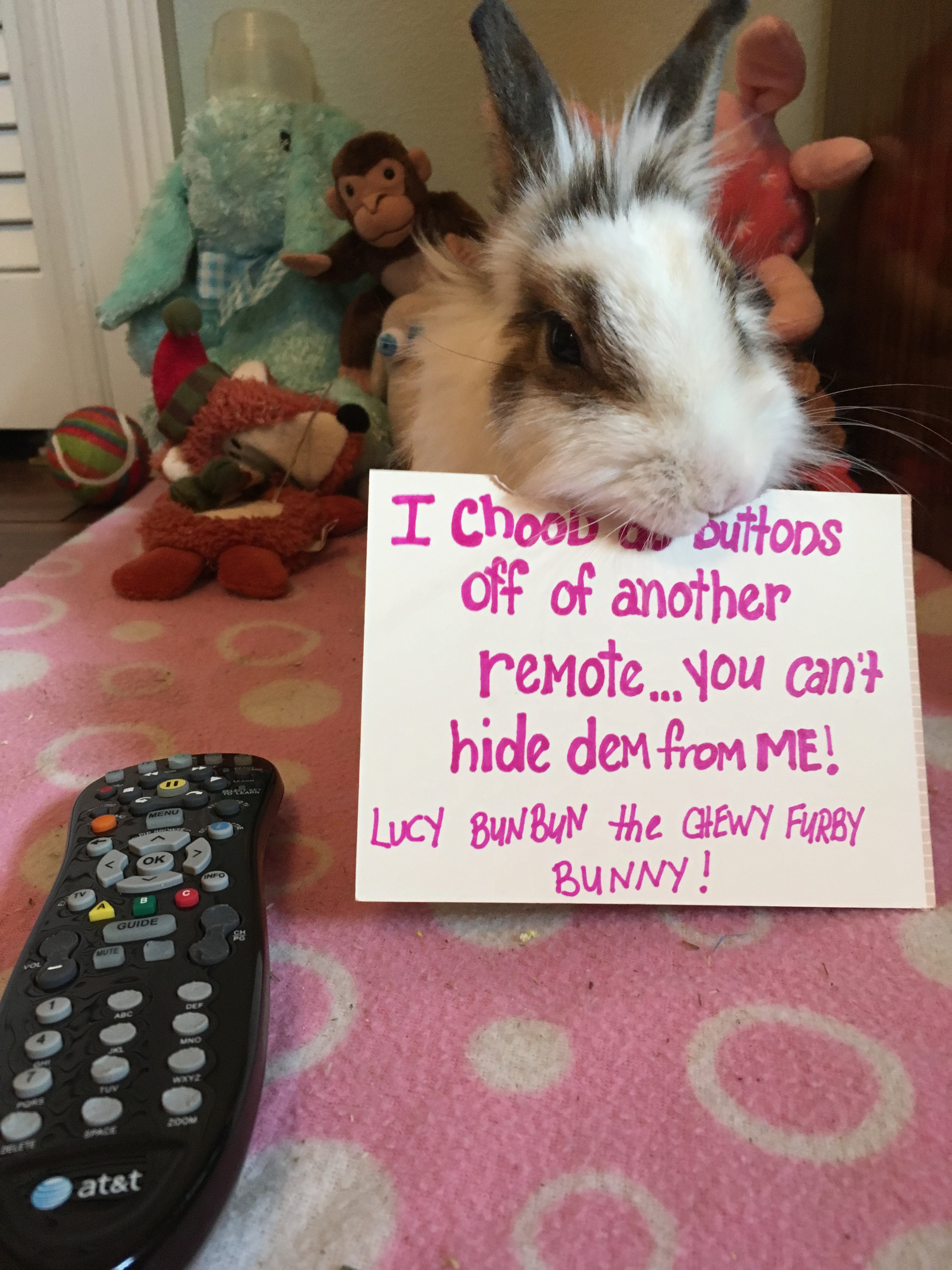 bunny rabbit that likes to chew the buttons off of the remote.
