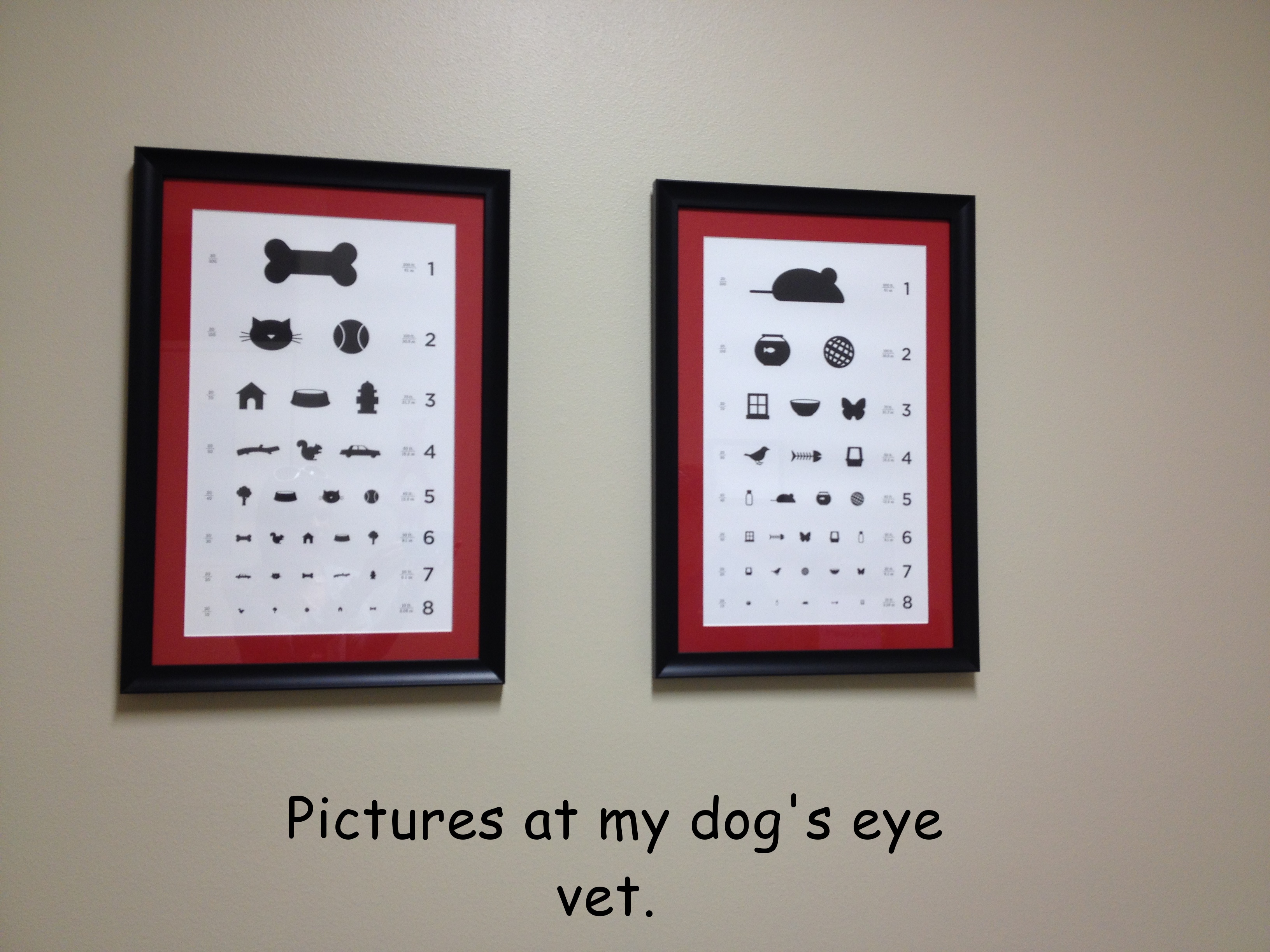 Eye charts for dogs at the vet