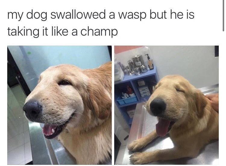 dogs with allergic reactions - my dog swallowed a wasp but he is taking it a champ