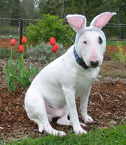 dogs dressed as bunnies