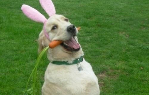 happy easter bunny funny