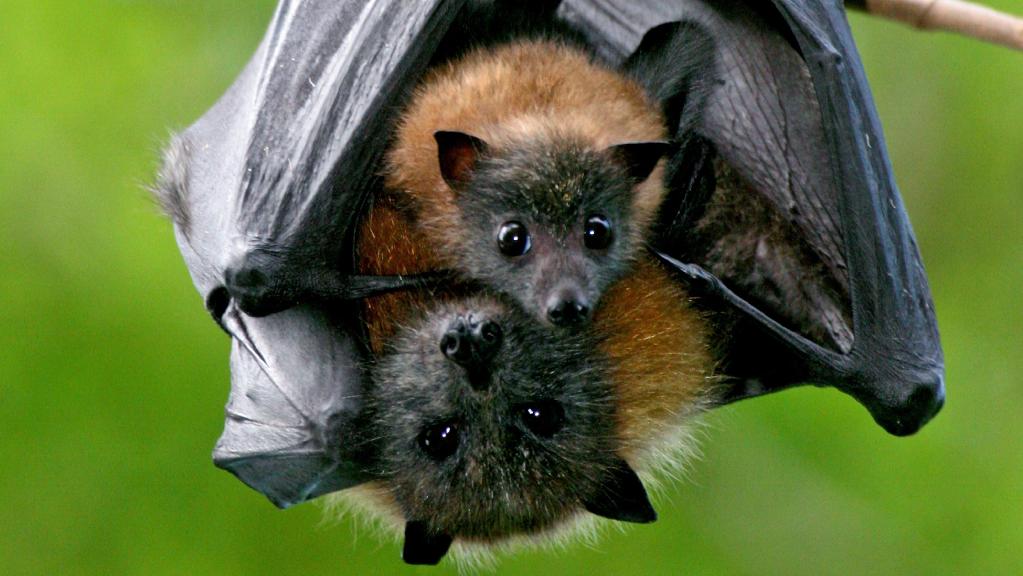 It's BAT DAY