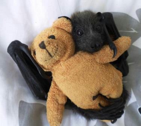 It's BAT DAY