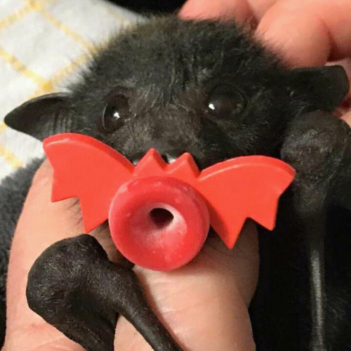 It's BAT DAY