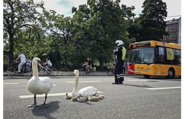 swan blocking traffic -