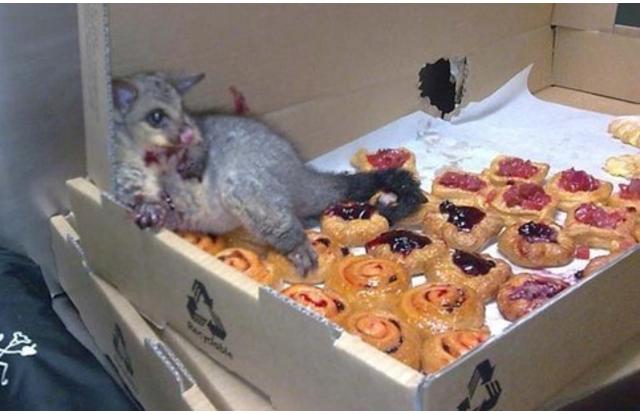 possum in bakery