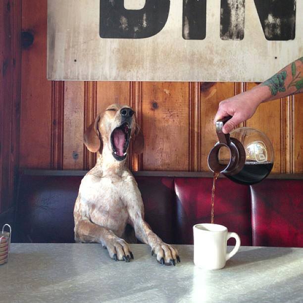 tired dog coffee