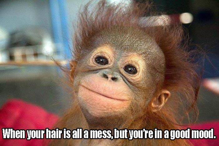 smiling animals - When your hair is all a mess, but you're in a good mood.