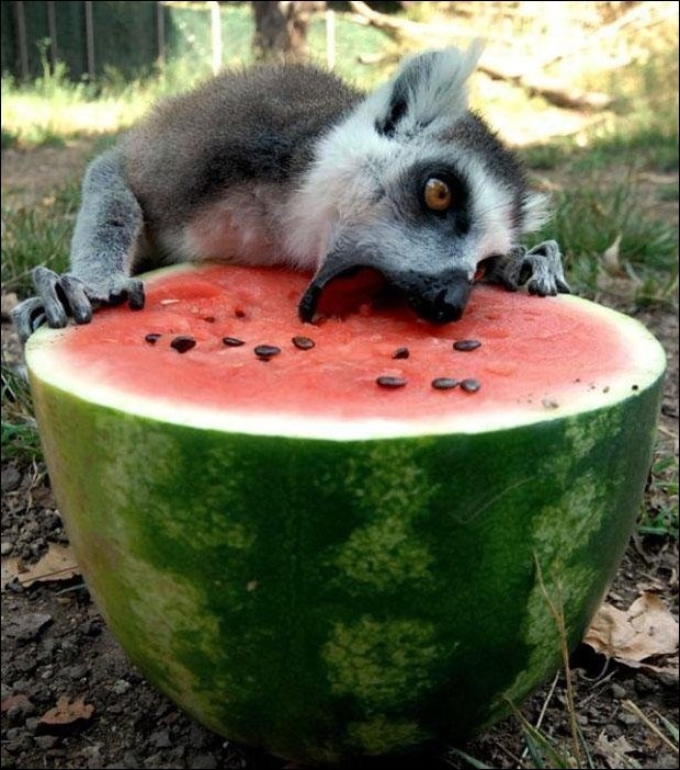 WATERMELON DAY~