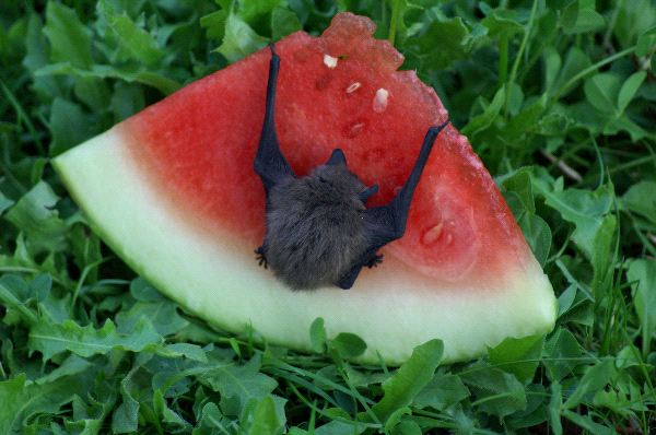 WATERMELON DAY~