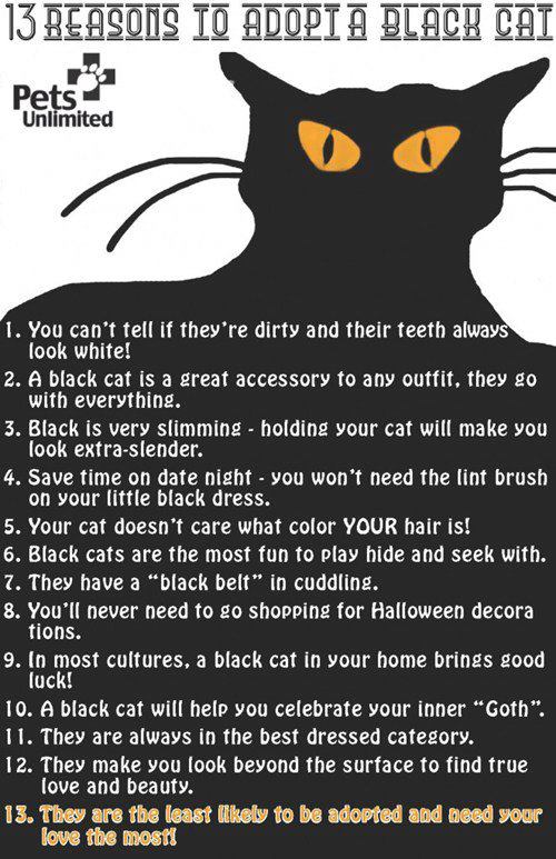 Thursday is Black Cat Appreciation Day