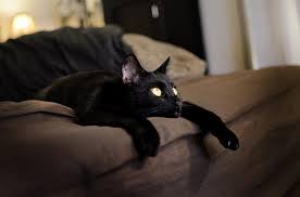 Thursday is Black Cat Appreciation Day