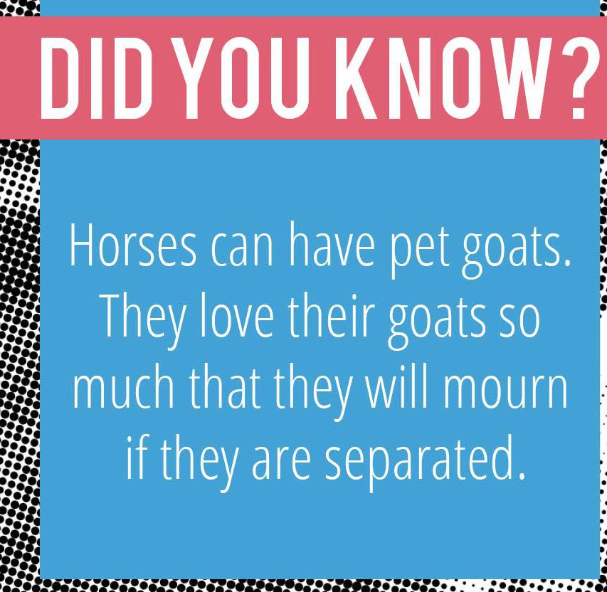banner - Did You Know? Horses can have pet goats. They love their goats so much that they will mourn if they are separated.