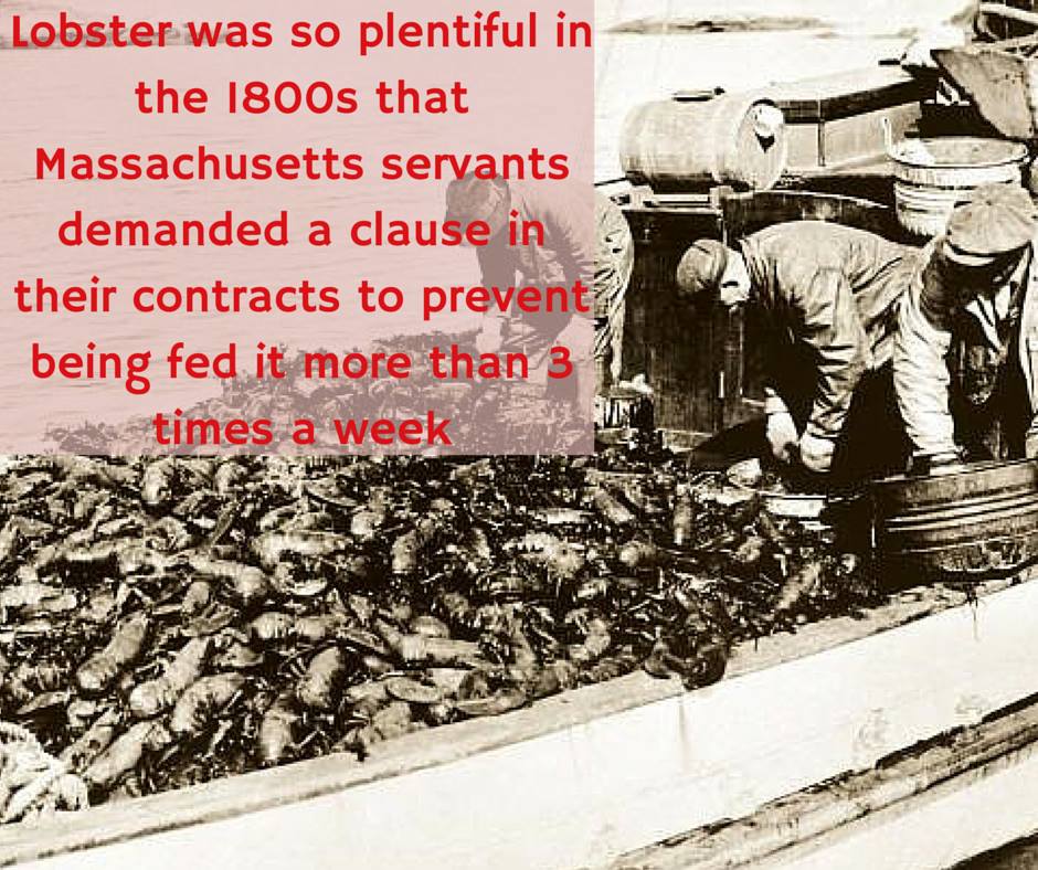 scrap - Lobster was so plentiful in the 1800s that Massachusetts servants demanded a clause in their contracts to prevent being fed it more than 3 for bare times a week