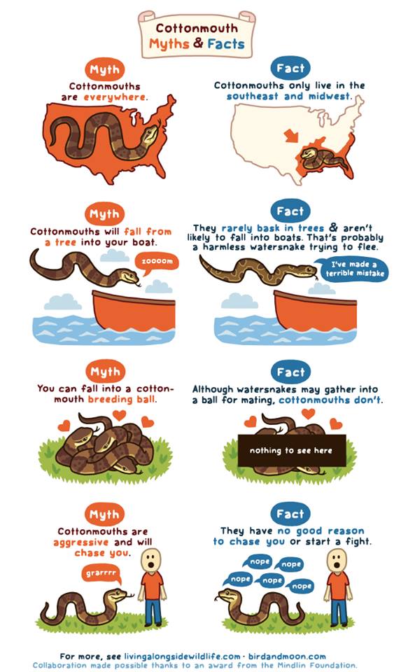 cottonmouth myths - Cottonmouth Myths & Facts Myth Cottonmouths are everywhere. Fact Cottonmouths only live in the southeast and midwest.n Myth Cottonmouths will fall from a tree into your boat. Fact They rarely bask in trees & aren't ly to fall into boat