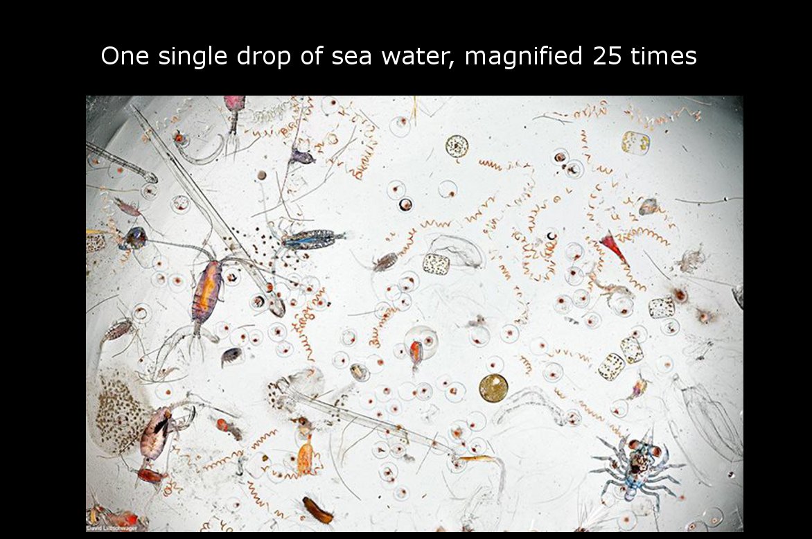 single drop of water under microscope - One single drop of sea water, magnified 25 times