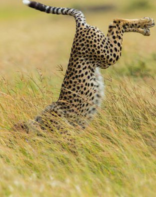 Animals are so funny