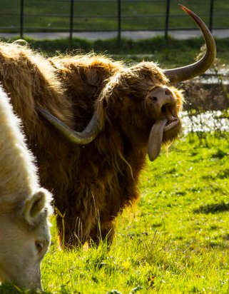 Animals are so funny