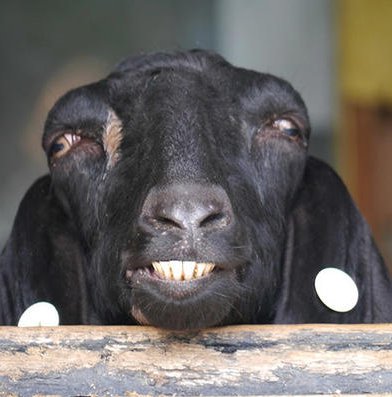 Animals are so funny