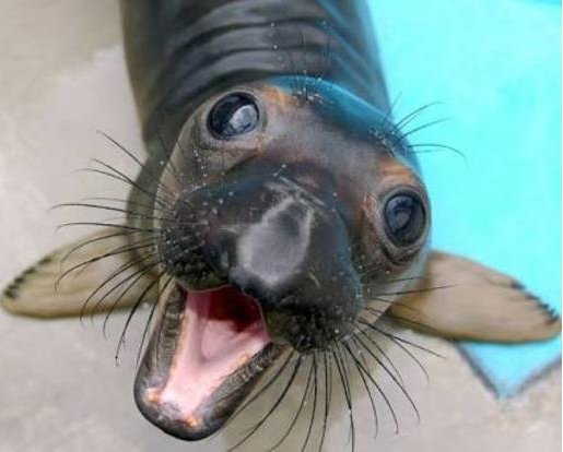 Animals are so funny