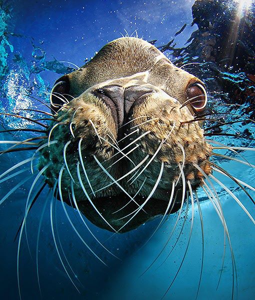 Animals are so funny