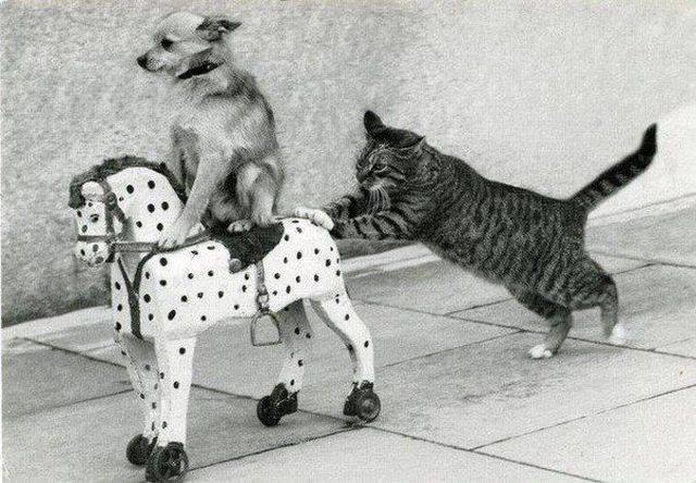 Animals are so funny