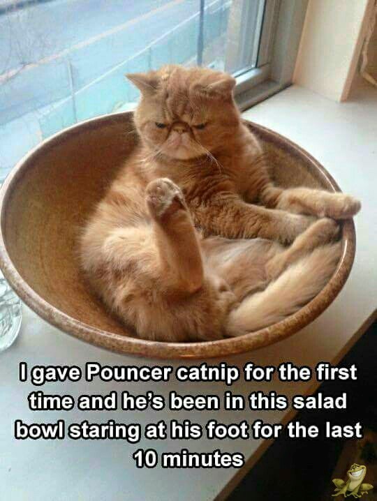 Animals are so funny