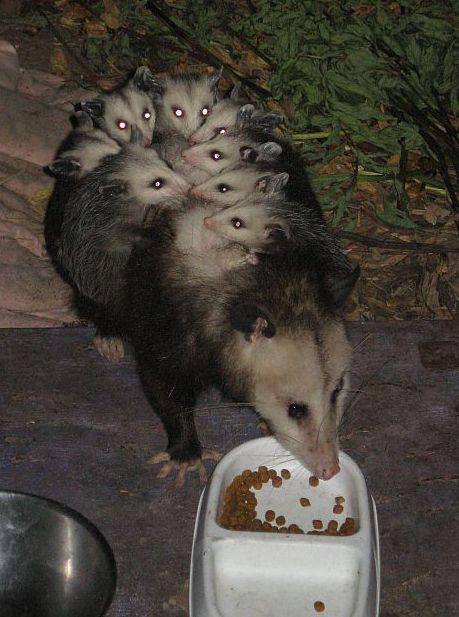 POSSUMS