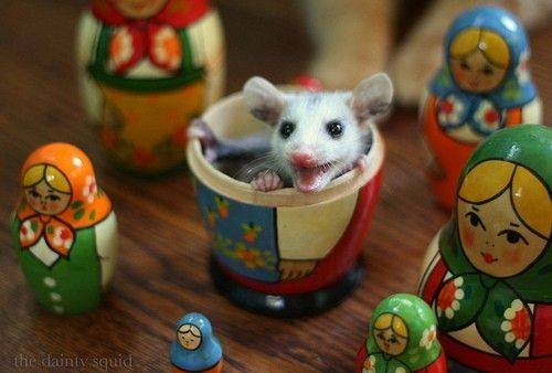 POSSUMS