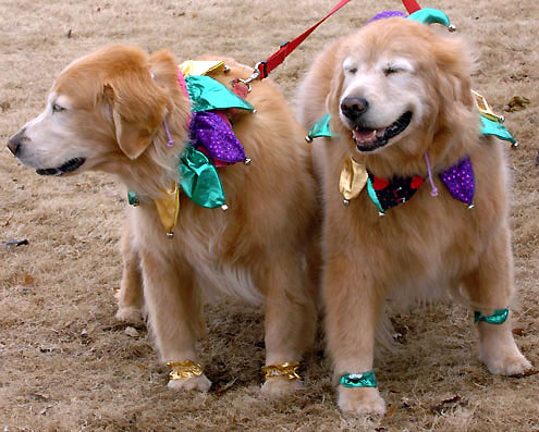 Mardi Gras went to the dogs