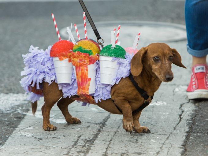 Mardi Gras went to the dogs