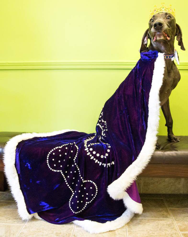 There is a dog king and queen (and they get a proper steak dinner at one of the fanciest new orleans restaurants )