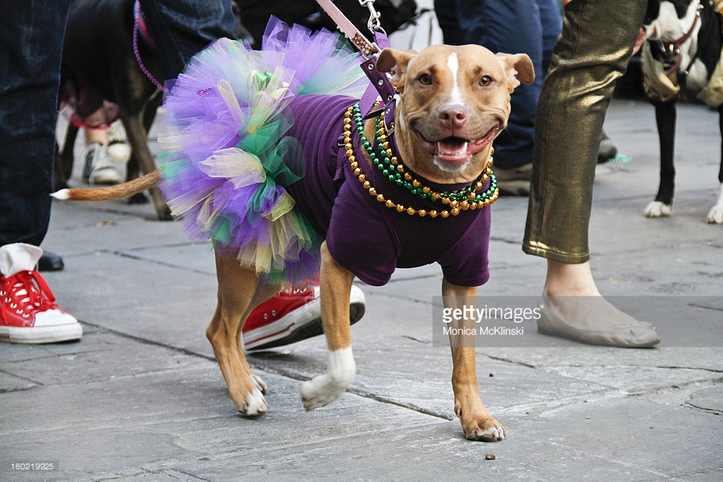 Mardi Gras went to the dogs