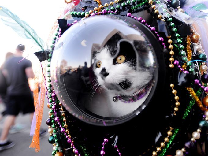 Mardi Gras went to the dogs