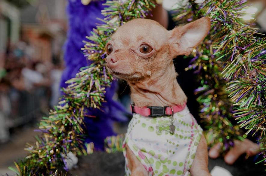 Mardi Gras went to the dogs