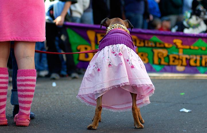 Mardi Gras went to the dogs