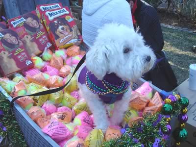 Mardi Gras went to the dogs