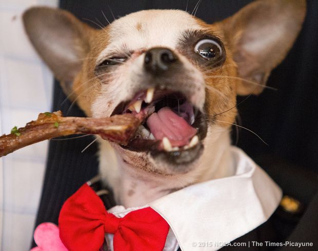 The dog paraders throw treats and goodies to the dog watchers