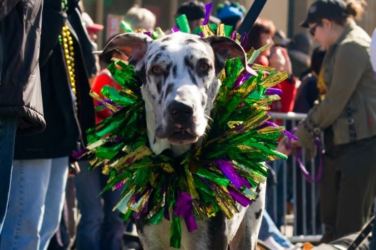 Mardi Gras went to the dogs