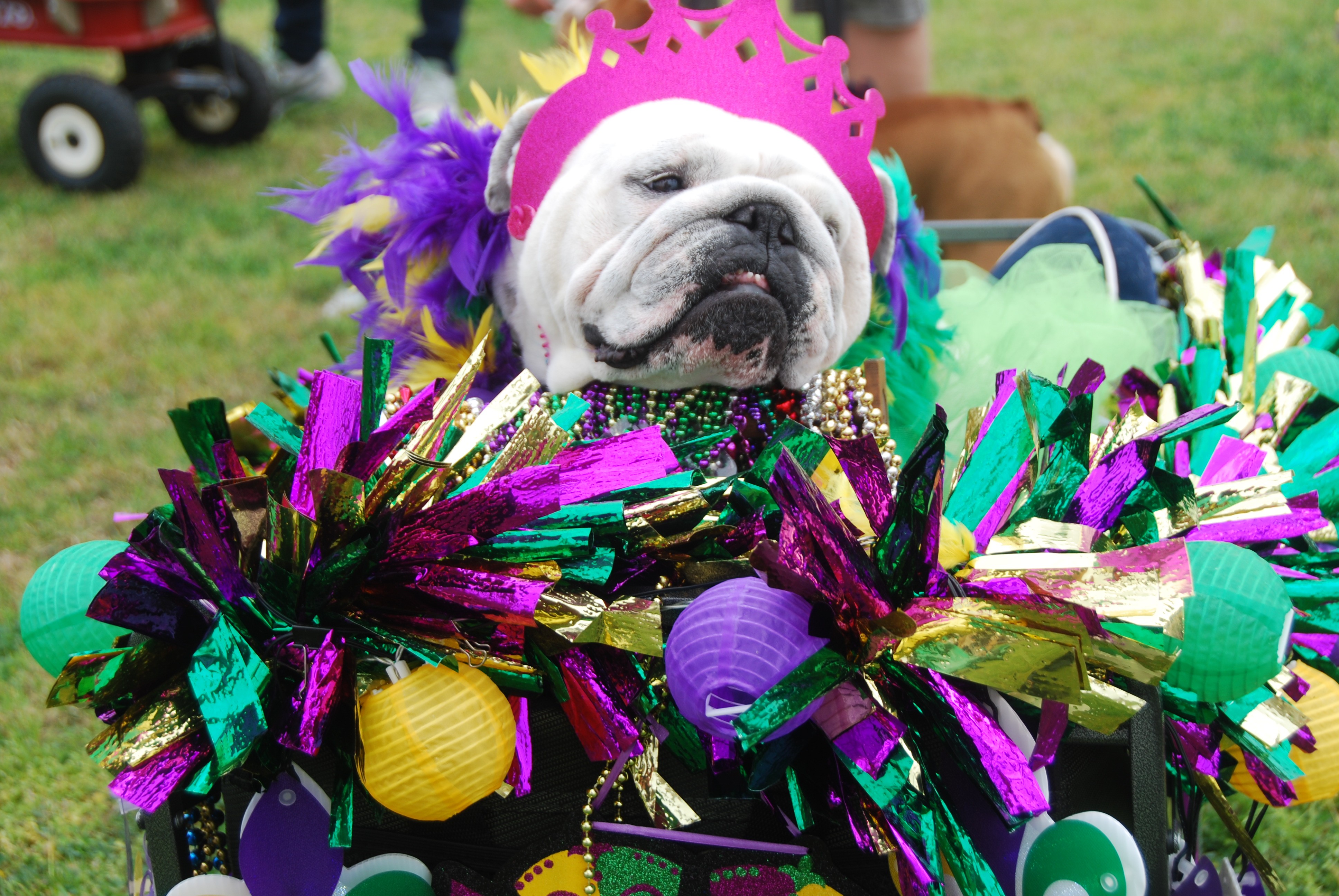 Mardi Gras went to the dogs