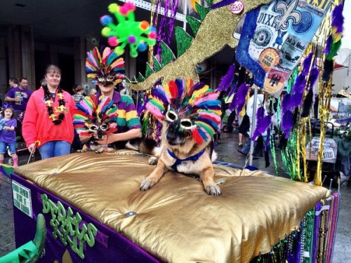 Mardi Gras went to the dogs