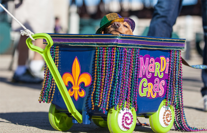 Mardi Gras went to the dogs