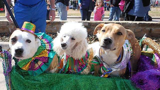 Mardi Gras went to the dogs