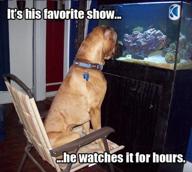 and watching your favorite show