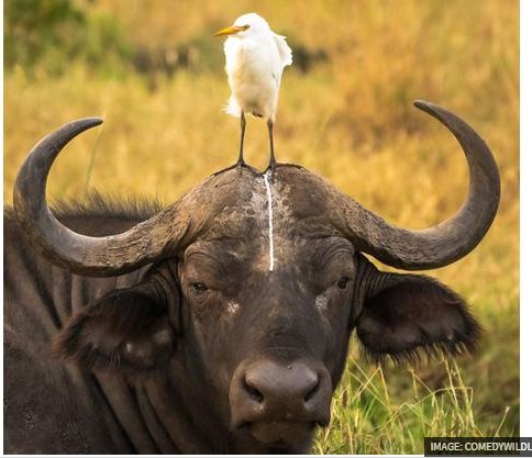 16 animals experiencing a Monday