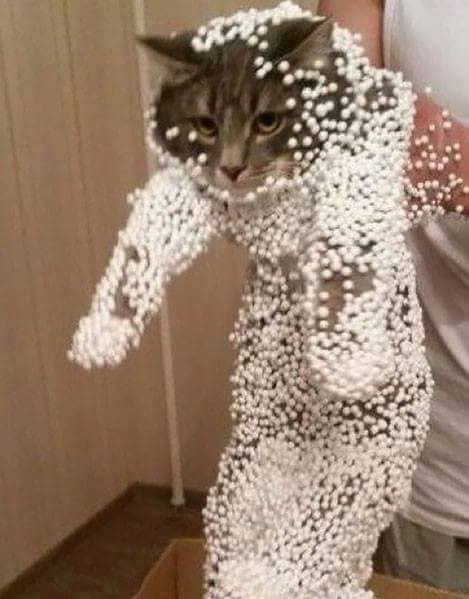 16 animals experiencing a Monday