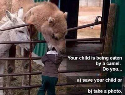 16 animals experiencing a Monday