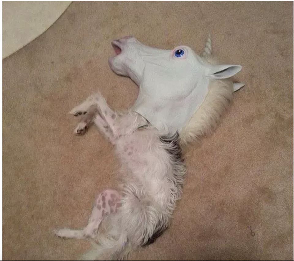 16 animals experiencing a Monday