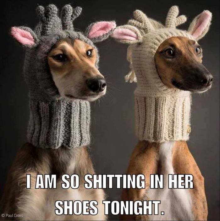 16 animals experiencing a Monday